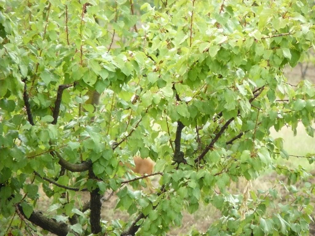 Montepulciano Stazione 일 팔라초 데이 디아볼리 빌라 외부 사진